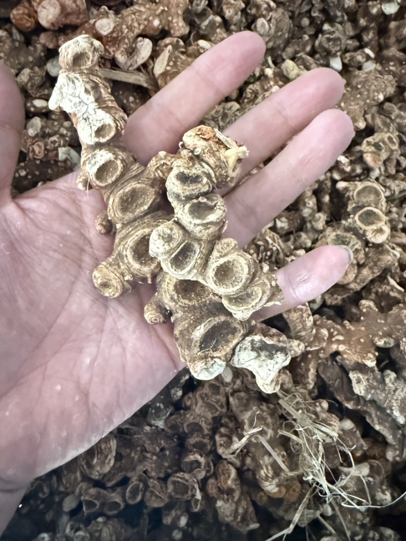 八角莲一碗水货源充足即见即所得批发零售包邮