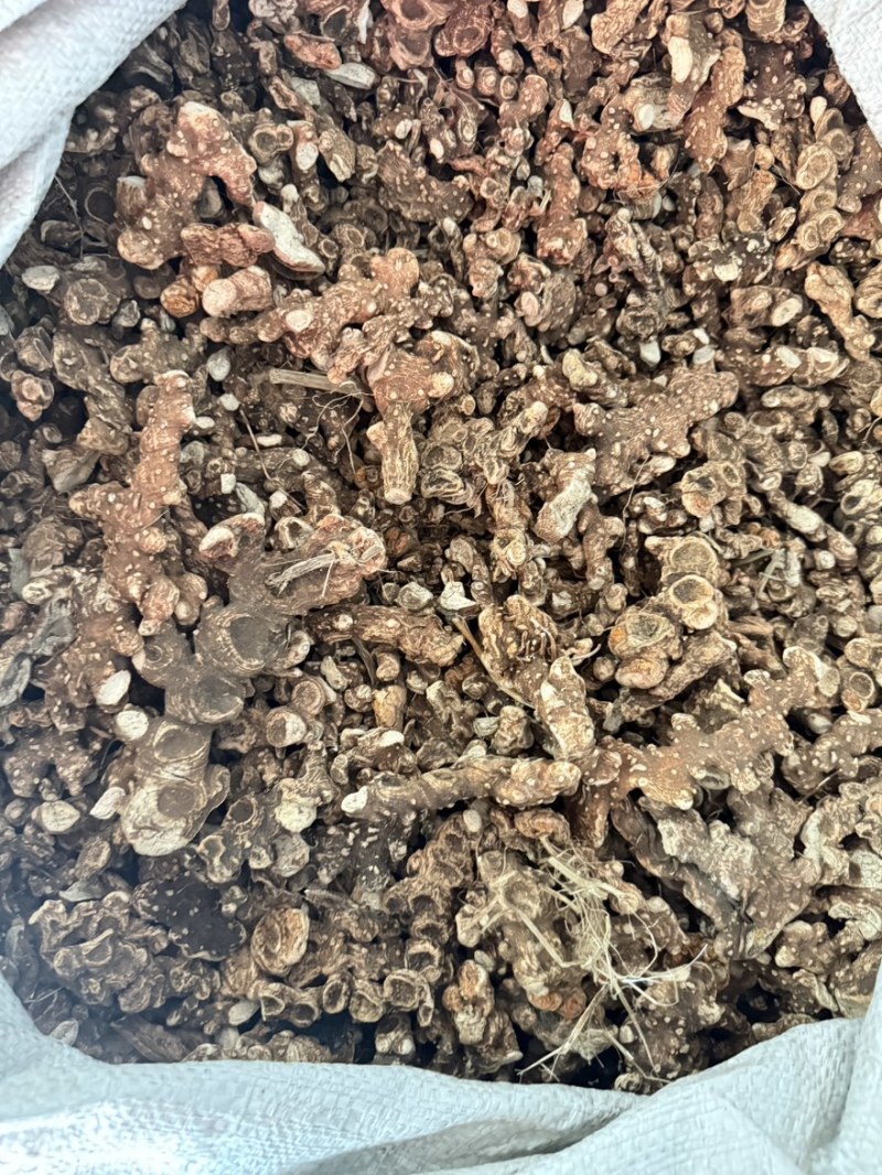八角莲一碗水货源充足即见即所得批发零售包邮