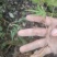 鸡爪槭树苗