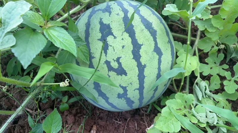 西瓜