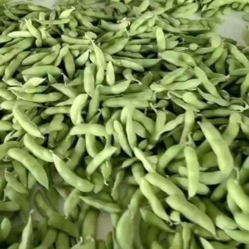 山东精品毛豆翠绿宝现货先发品质好价格优惠耐运输发全国市场