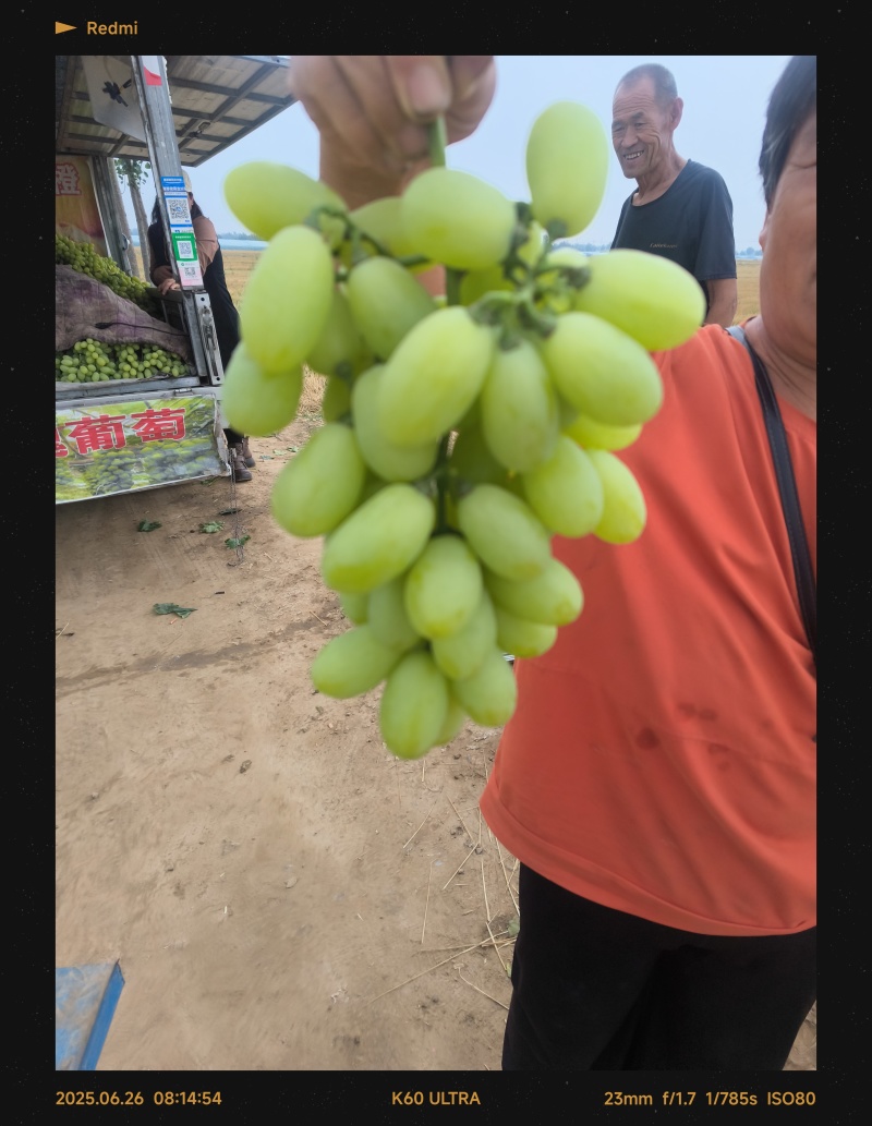 维多利亚葡萄河北葡萄，精品葡萄，产地直发，可对接商超售后无忧
