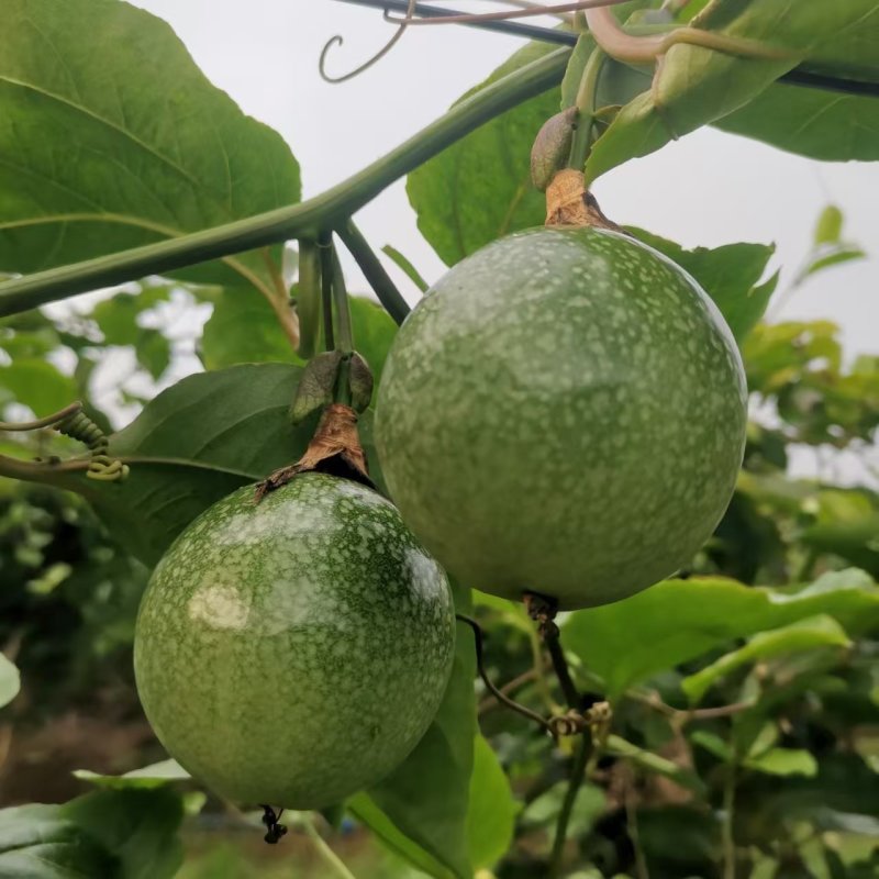 百香果钦蜜9号大量上市产地直发量大从优保质保量欢迎来电