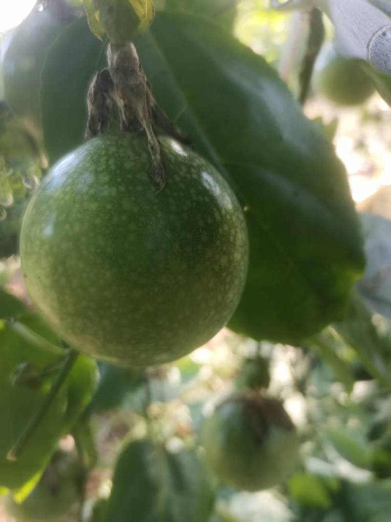 百香果钦蜜9号大量上市产地直发量大从优保质保量欢迎来电