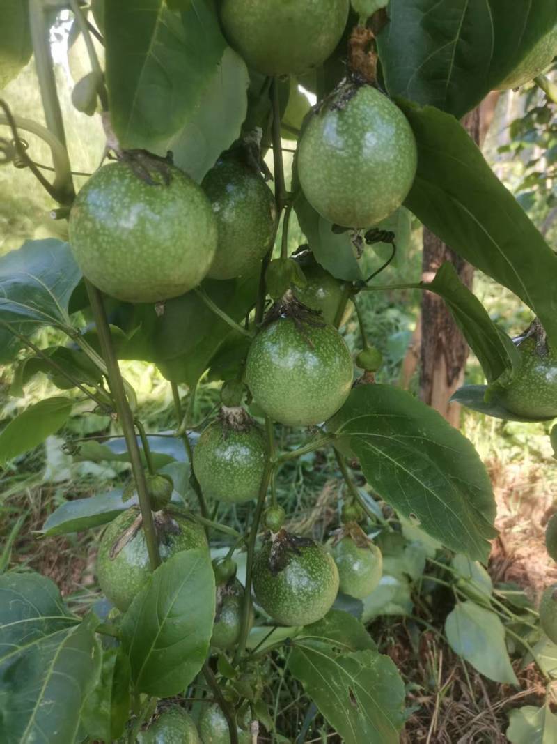 百香果钦蜜9号大量上市产地直发量大从优保质保量欢迎来电
