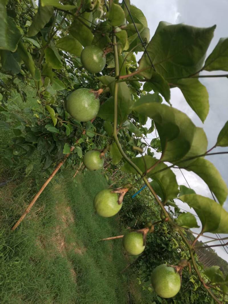 百香果钦蜜9号大量上市产地直发量大从优保质保量欢迎来电