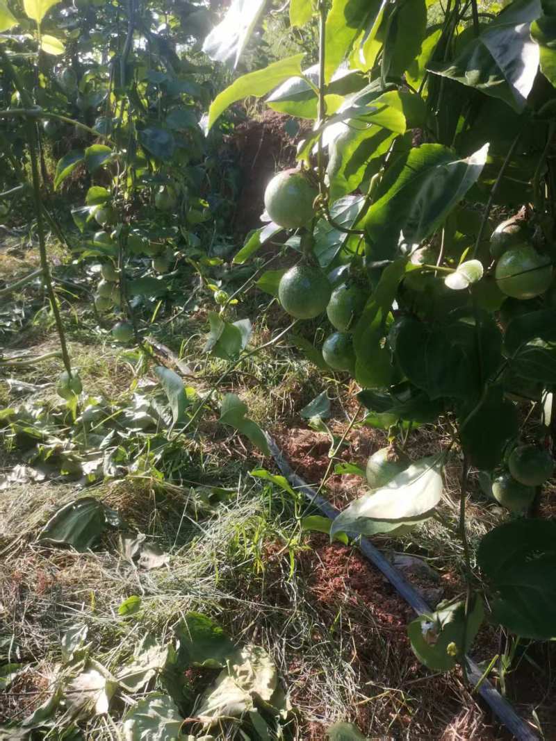 百香果钦蜜9号大量上市产地直发量大从优保质保量欢迎来电