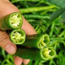 【精品】四川二荆条、青椒、线椒、薄皮二荆条对接全国