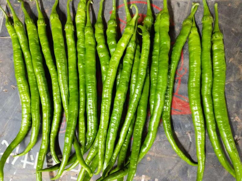 【精品】四川二荆条、青椒、线椒、薄皮二荆条对接全国