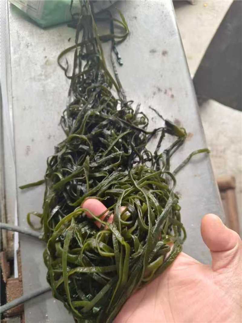 盐渍加厚海带丝5斤2斤当季新货商用批发一整箱健康新鲜