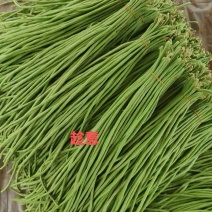 大家好26年河南精品长豆角大量上市中