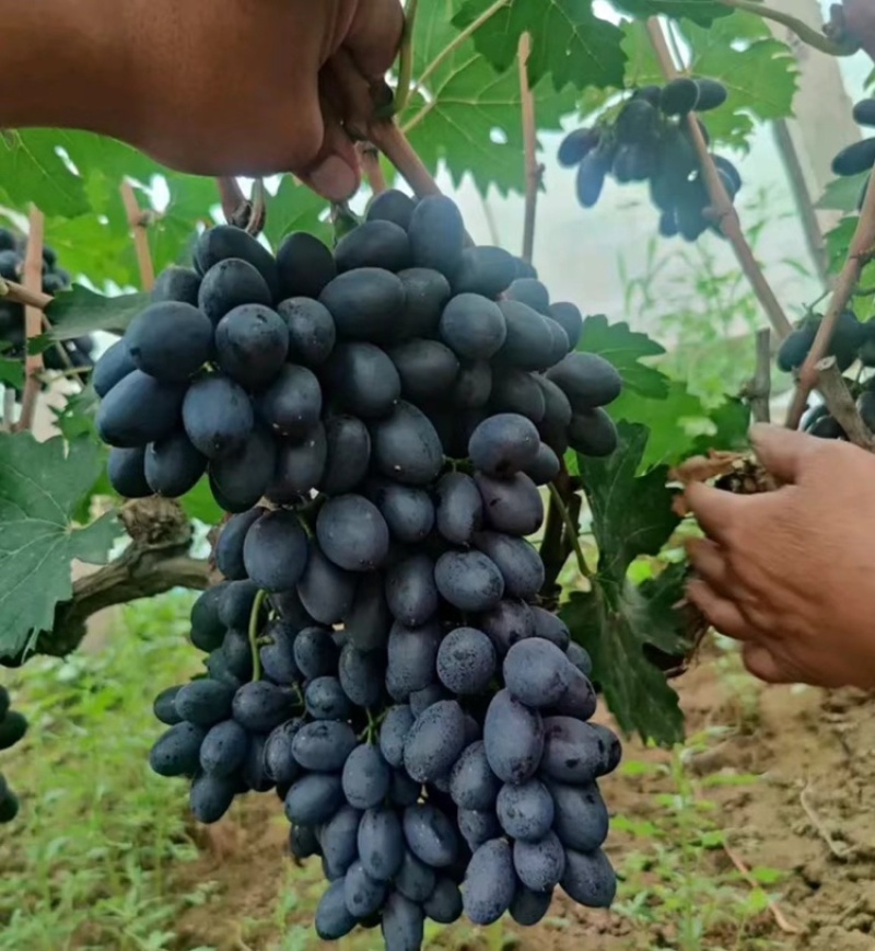 河北紫甜A17无核葡萄，产区直发，口感好颜色佳价格优