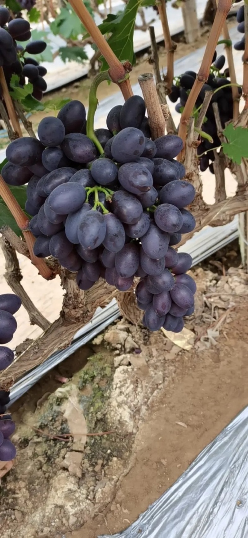 河北紫甜A17无核葡萄，产区直发，口感好颜色佳价格优