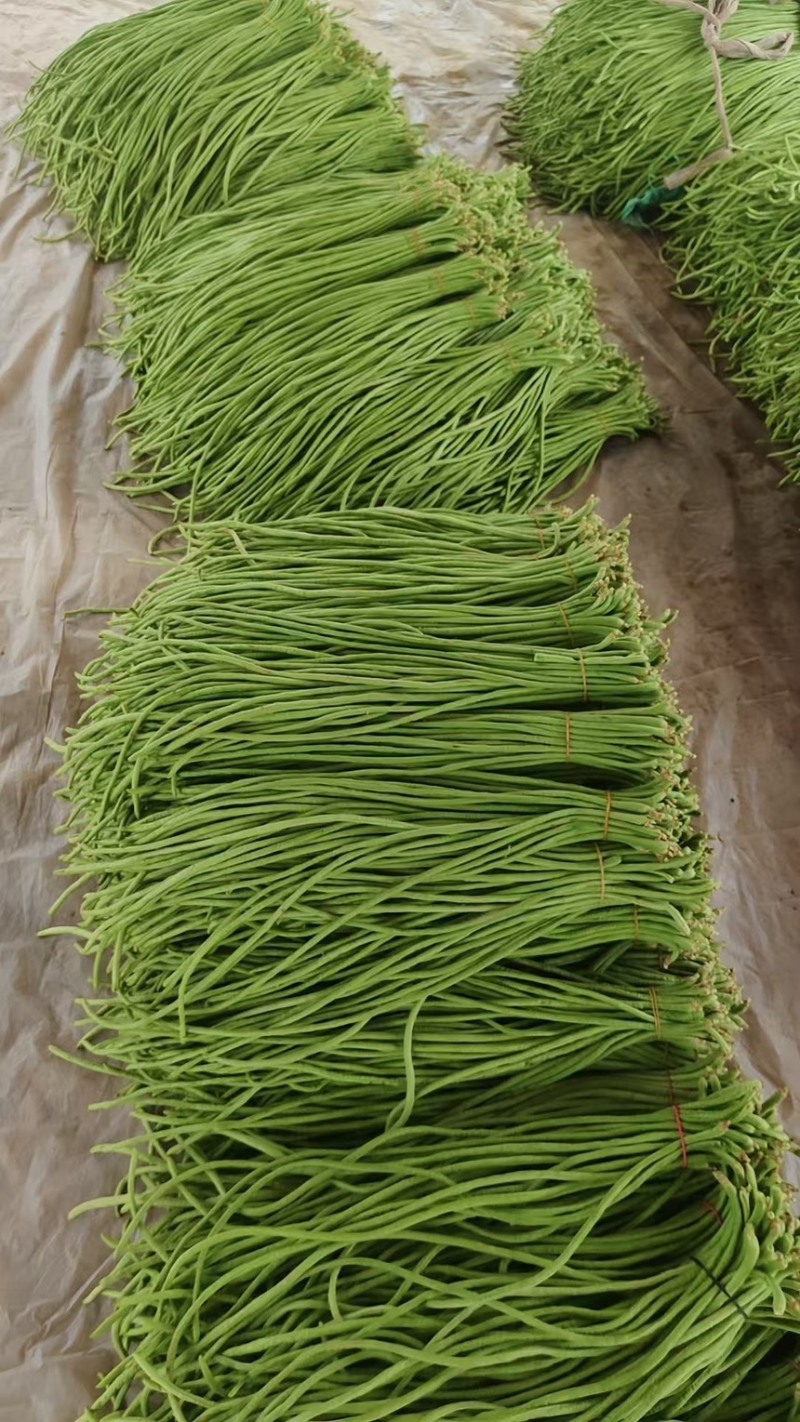 大家好26年河南精品长豆角大量上市中