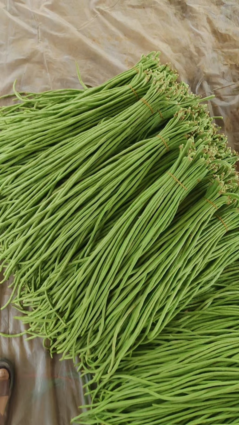 大家好26年河南精品长豆角大量上市中