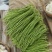 大家好26年河南精品长豆角大量上市中