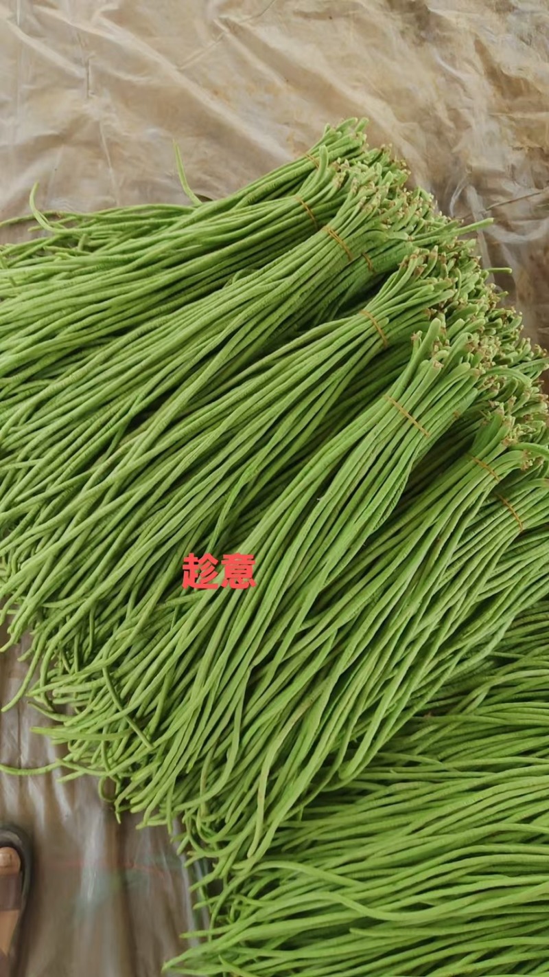 大家好26年河南精品长豆角大量上市中
