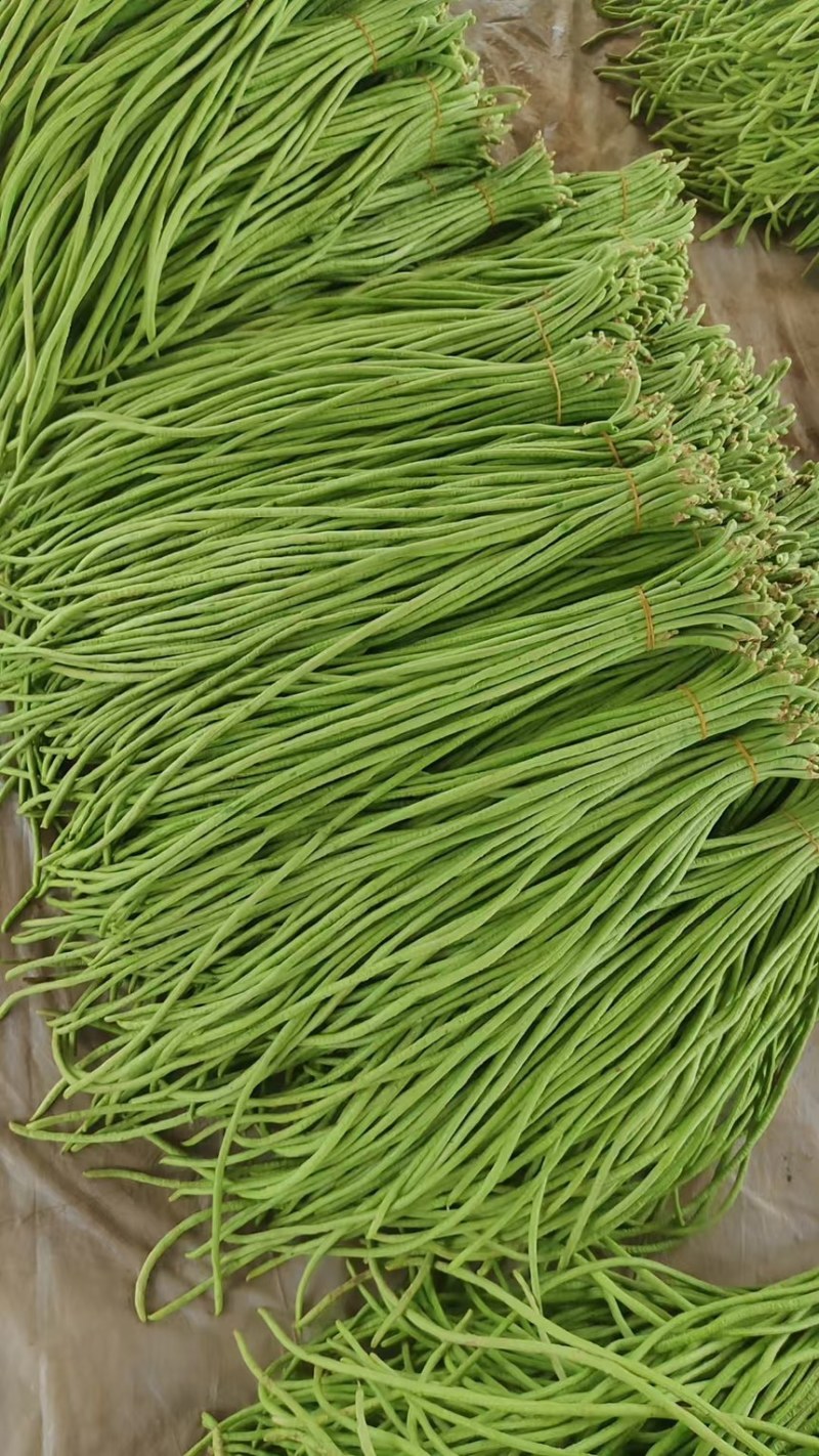 大家好26年河南精品长豆角大量上市中