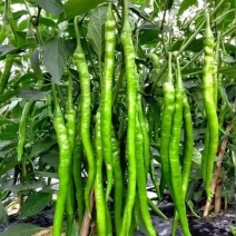 【品质保障】四川青椒线椒薄皮二荆条青海椒量大优惠