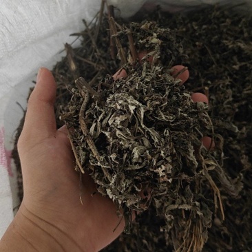 艾草小叶艾全棵切段