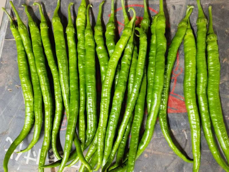 【品质保障】四川青椒线椒薄皮二荆条青海椒量大优惠
