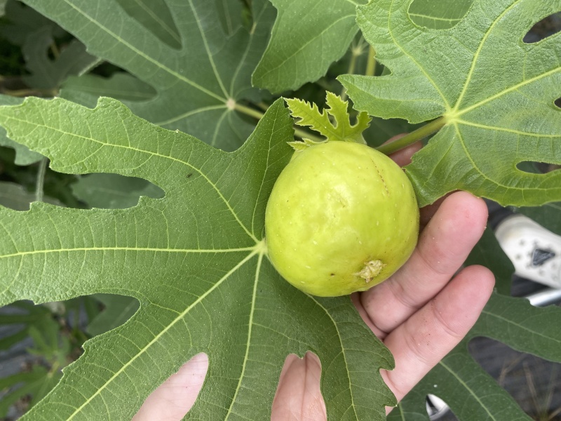 无花果一手货源视频看货品质保证以质论价欢迎联系