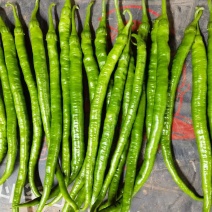 【量大优惠】四川青椒薄皮二荆条青海椒线椒对接全国
