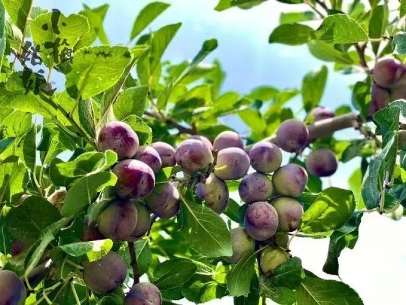 精品西梅法兰西梅货源充足量大从优产地供应质量保证