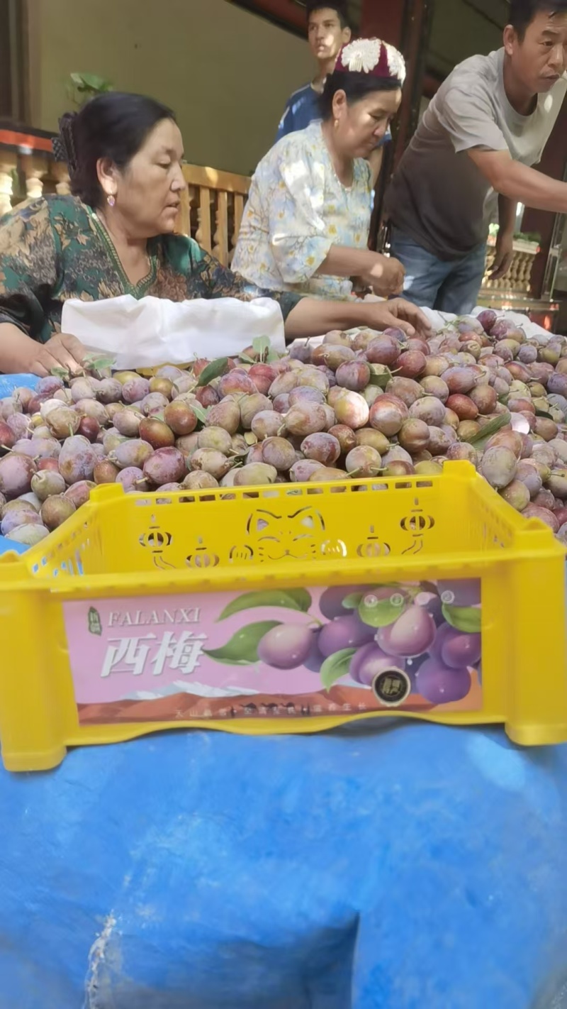 精品西梅法兰西梅货源充足量大从优产地供应质量保证