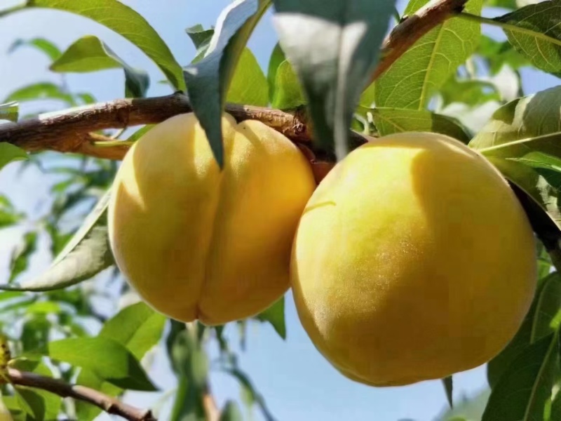 炎陵黄桃