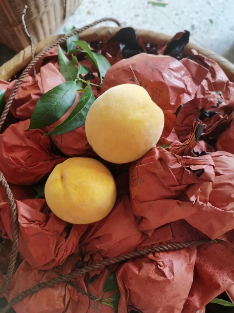 炎陵黄桃