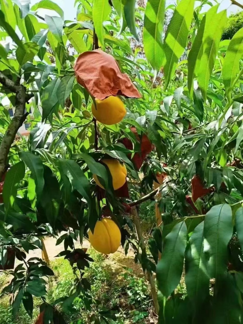 炎陵黄桃