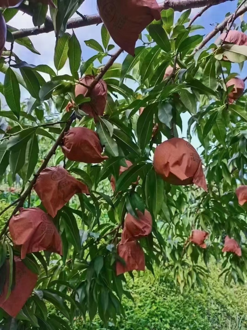 炎陵黄桃