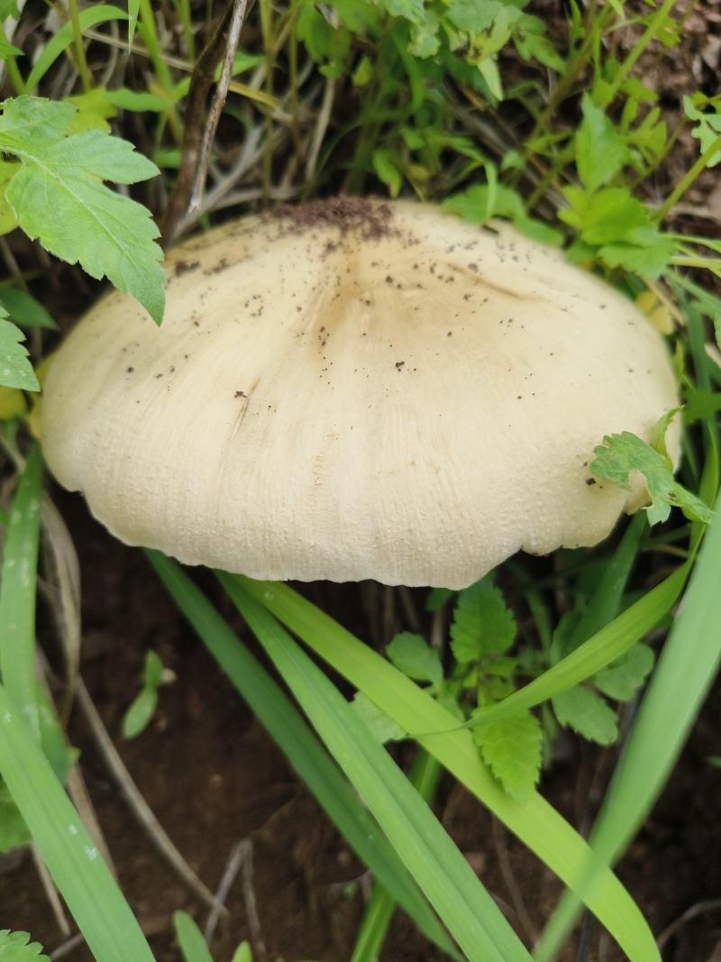 大山鸡枞菌纯野生