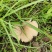 大山鸡枞菌纯野生