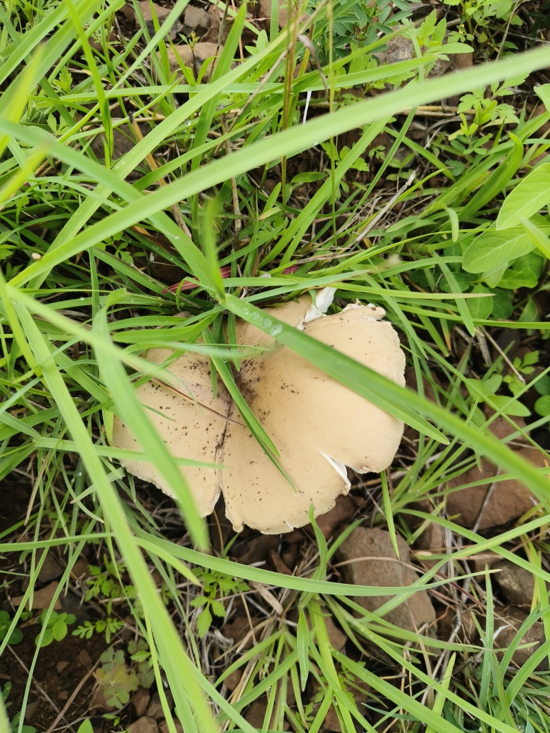 大山鸡枞菌纯野生