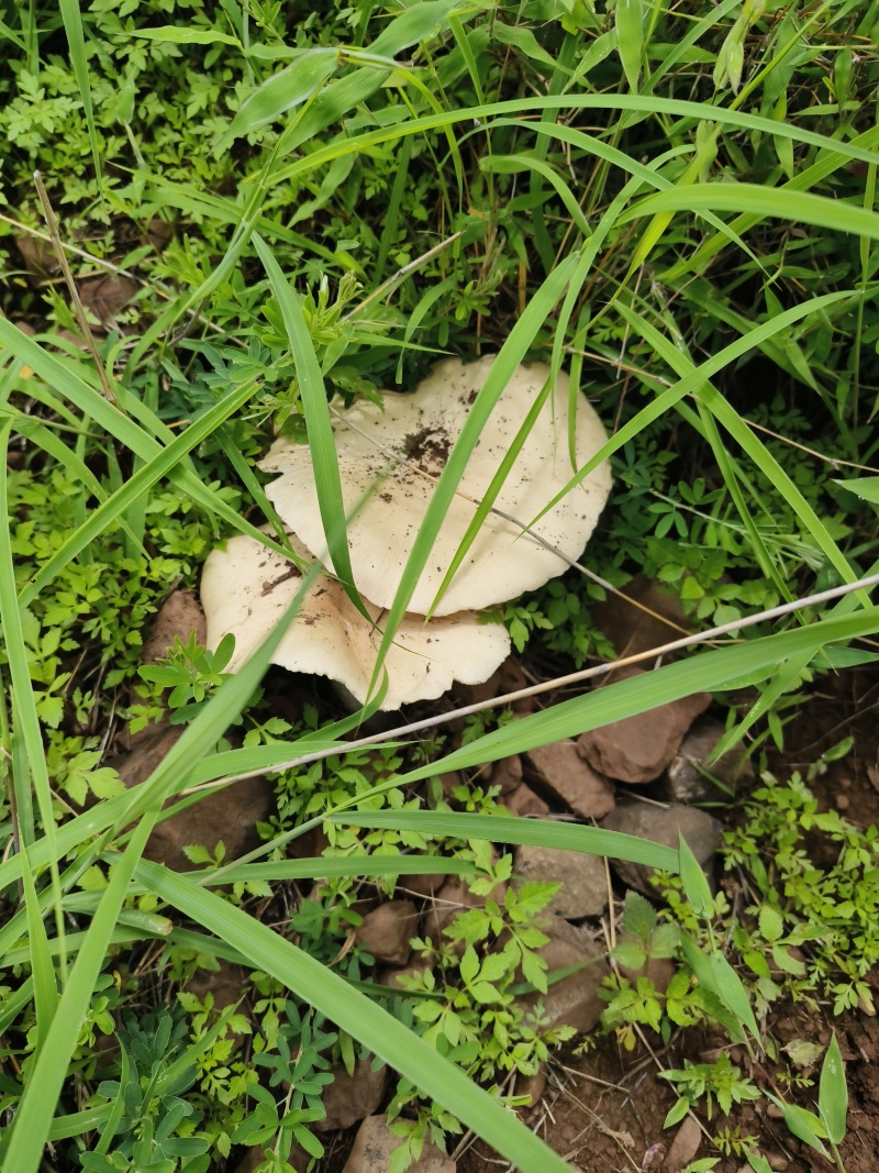 大山鸡枞菌纯野生