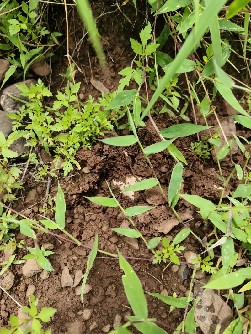 大山鸡枞菌纯野生