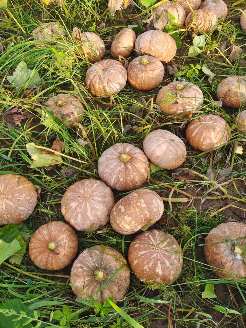 【精选】盘龙南瓜：202：204：大量供货