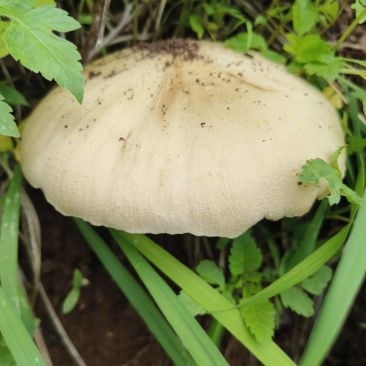 大山鸡枞菌纯野生