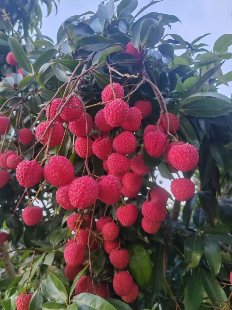 荔枝.桂味.情人荔.中国红