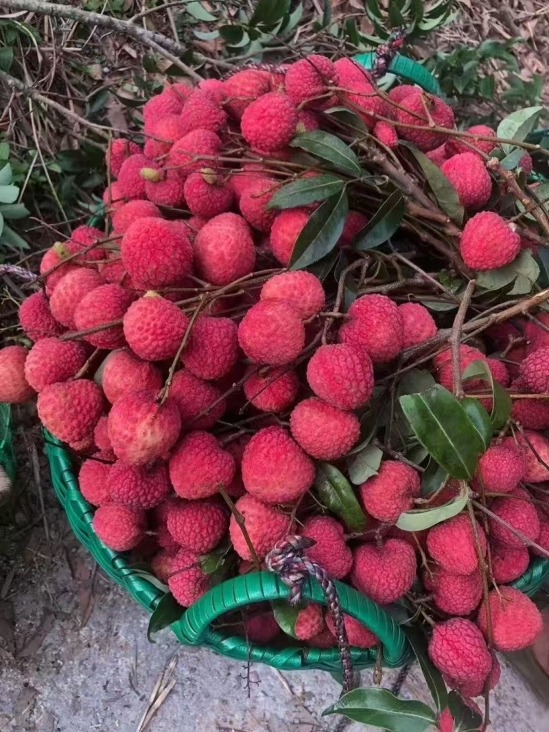 荔枝.桂味.情人荔.中国红