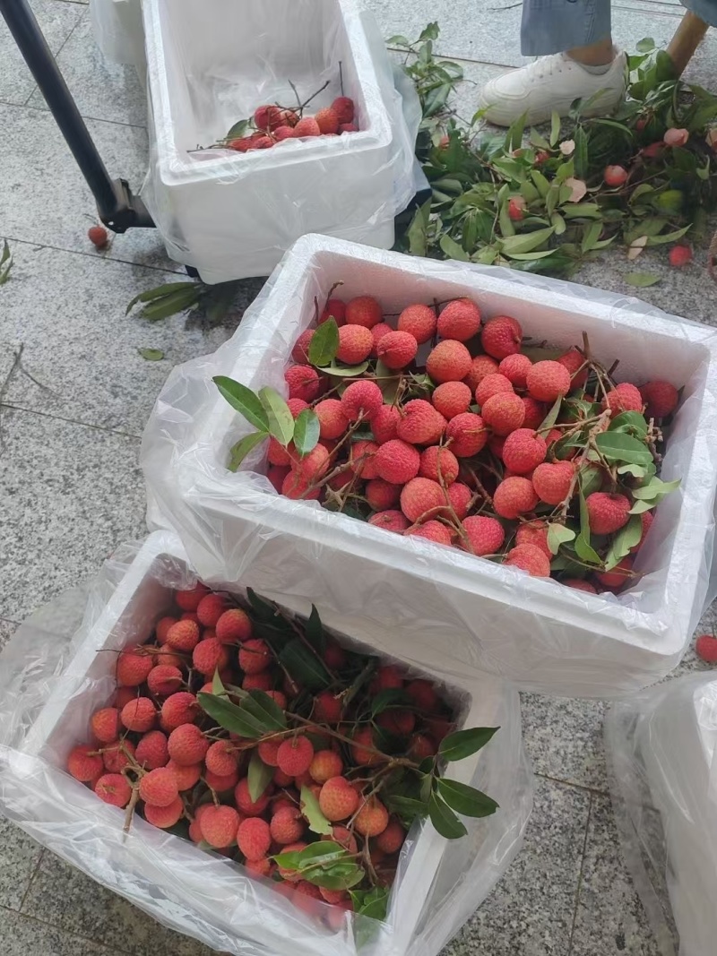 荔枝.桂味.情人荔.中国红