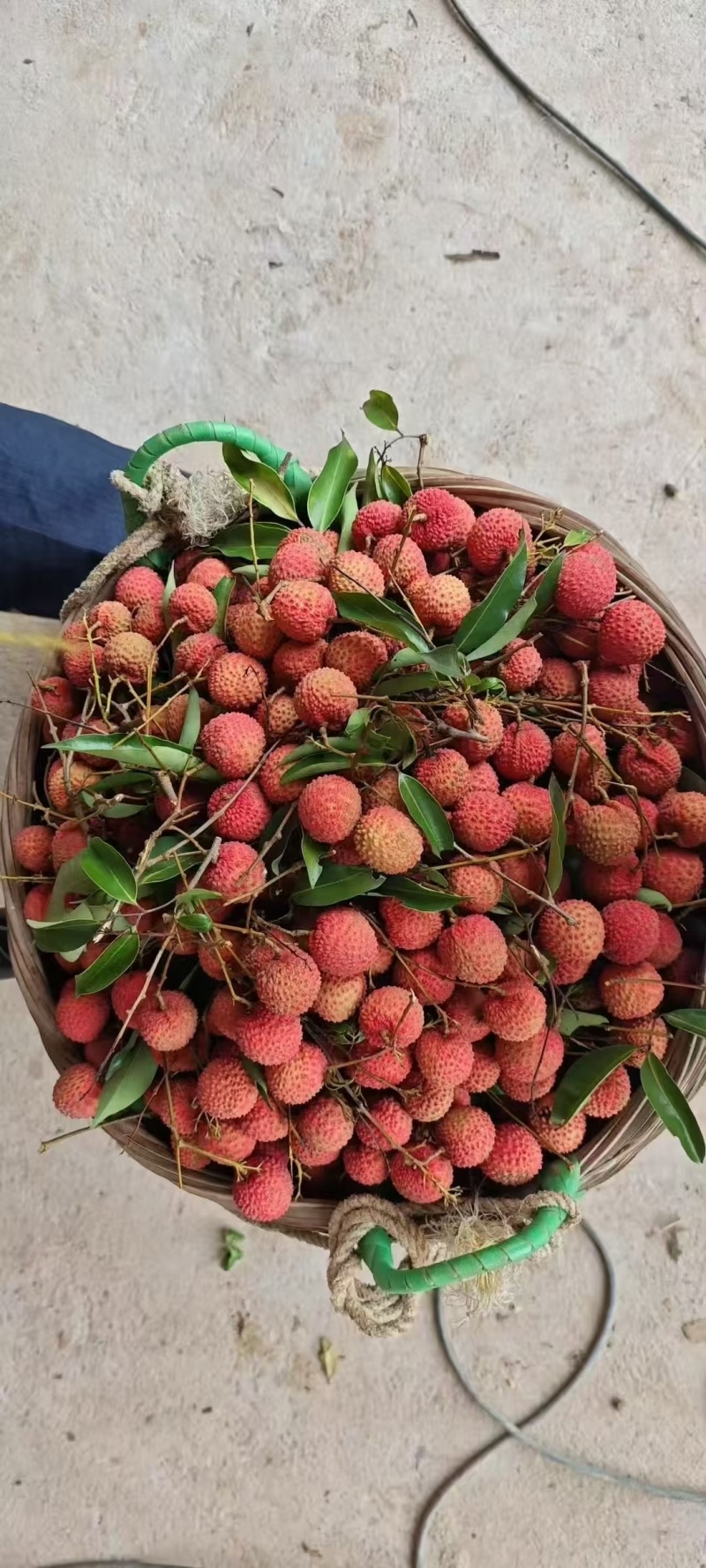 荔枝.桂味.情人荔.中国红