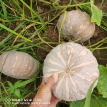 【精选】盘龙南瓜：202：204：大量供货