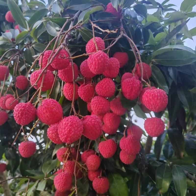 荔枝.桂味.情人荔.中国红