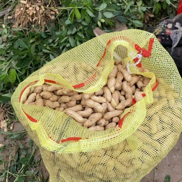 河南开封万亩鲜花生大量上市，大量要货的老板可以联系