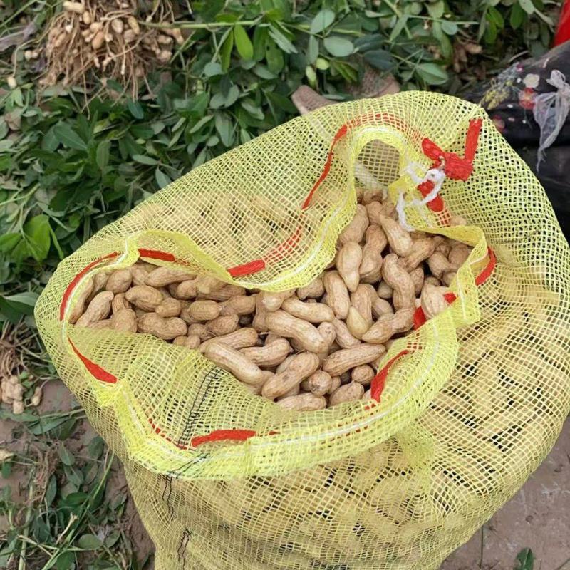 河南开封万亩鲜花生大量上市，大量要货的老板可以联系