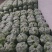 云南精品佛手瓜大量上市产地装车量大从优诚信经营