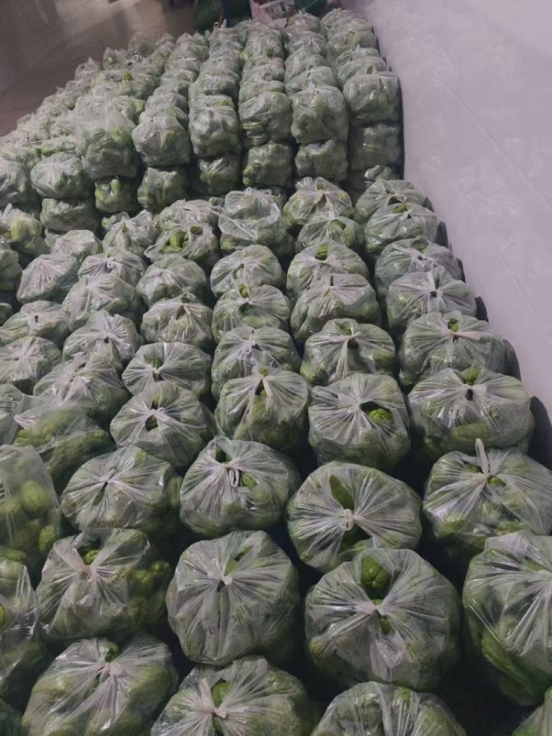 云南精品佛手瓜大量上市产地装车量大从优诚信经营